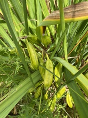 Asparagales