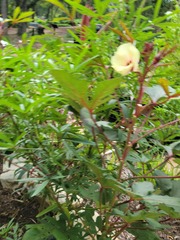 Abelmoschus esculentus