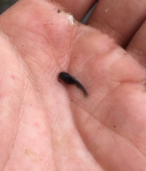 Siluriformes