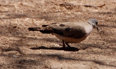 Turtur chalcospilos