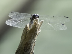 Libellula incesta
