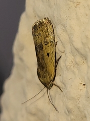 Ponometia tortricina