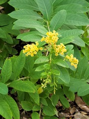 Cestrum aurantiacum