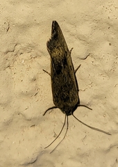 Ponometia tortricina