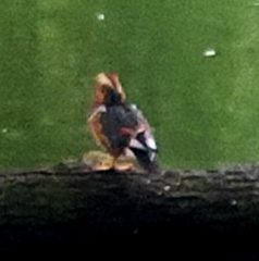 Aix galericulata