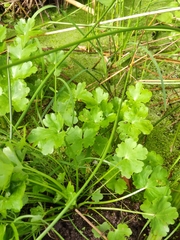 Ranunculus sceleratus