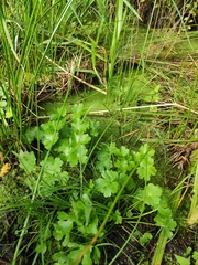 Ranunculus sceleratus