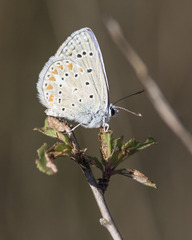 Polyommatus thersites