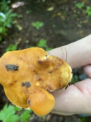 Hydnum rufescens