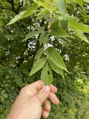 Celtis occidentalis