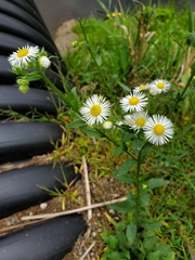 Erigeron annuus