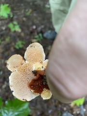 Hydnum rufescens