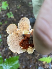 Hydnum rufescens