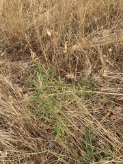 Asclepias fascicularis