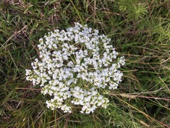 Stevia