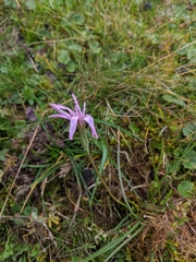 Scorzonera rosea