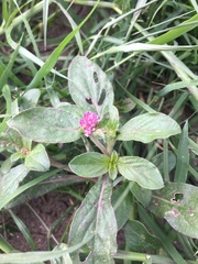 Gomphrena