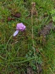 Scorzonera rosea