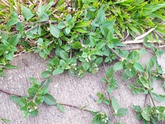 Richardia brasiliensis