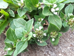 Richardia brasiliensis