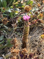 Orthocarpus bracteosus