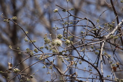 Combretum
