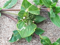 Richardia brasiliensis