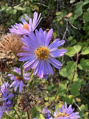 Symphyotrichum subspicatum