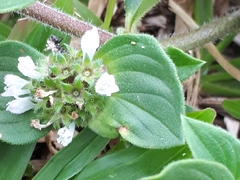 Richardia brasiliensis