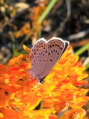 Plebejus samuelis