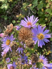 Symphyotrichum subspicatum