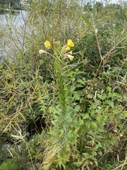 Oenothera clelandii