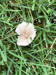 Cuphophyllus virgineus