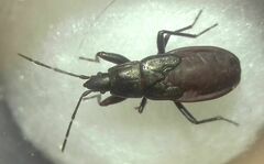 Heteroptera