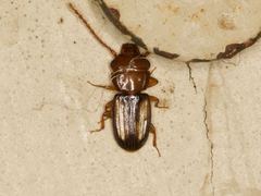 Laemophloeus terminalis