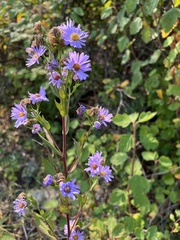 Symphyotrichum subspicatum