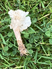 Cuphophyllus virgineus