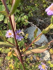 Symphyotrichum subspicatum