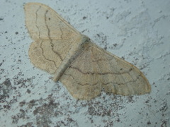 Idaea aversata