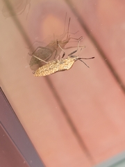 Anasa tristis