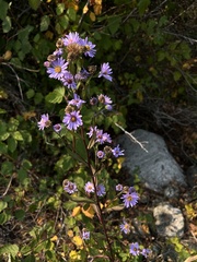 Symphyotrichum subspicatum
