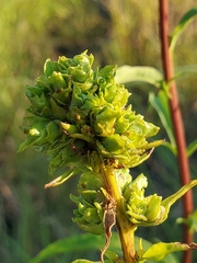 Procecidochares atra