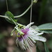 Passiflora lehmannii - Photo (c) Diego Amaya, μερικά δικαιώματα διατηρούνται (CC BY-NC), uploaded by Diego Amaya