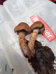 Cortinarius pholideus