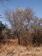 Combretum