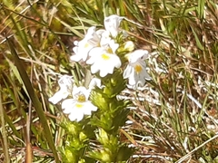 Euphrasia officinalis