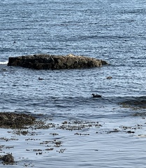 Histrionicus histrionicus