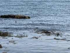 Histrionicus histrionicus