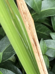 Ophiomyia kwansonis