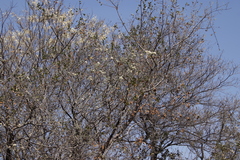 Combretum